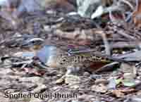 Quail Thrush